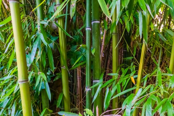 Cost of Bamboo Trimming in Syracuse