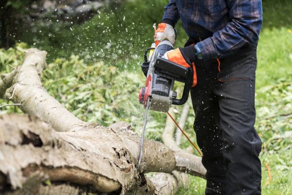 Cost of Branch Removal Service in Syracuse