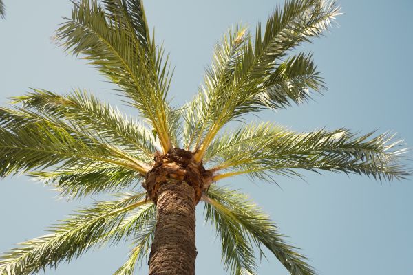 Palm Tree Pruning in Syracuse