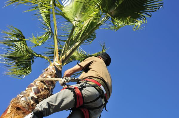 Palm Tree Trimming in Syracuse