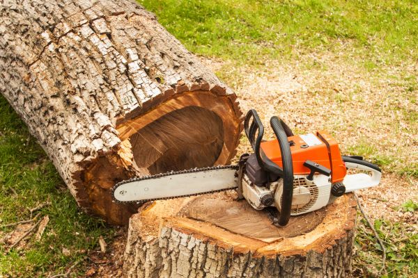 Tree Cutting Service in Syracuse