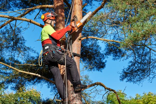 Tree Service in Syracuse