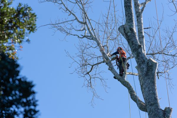 Cost of Tree Topping Service in Syracuse