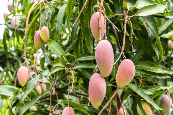 Cost of Mango Tree Trimming in Syracuse