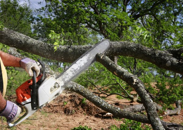 Cost of Tree Branch Cutting in Syracuse