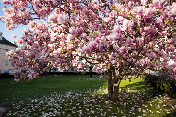 Cost of Ornamental Tree Pruning in Syracuse