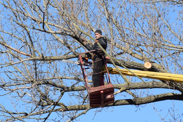 Cost of Emergency Tree Trimming in Syracuse