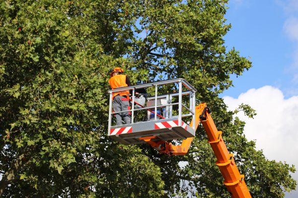 Commercial Tree Service in Syracuse