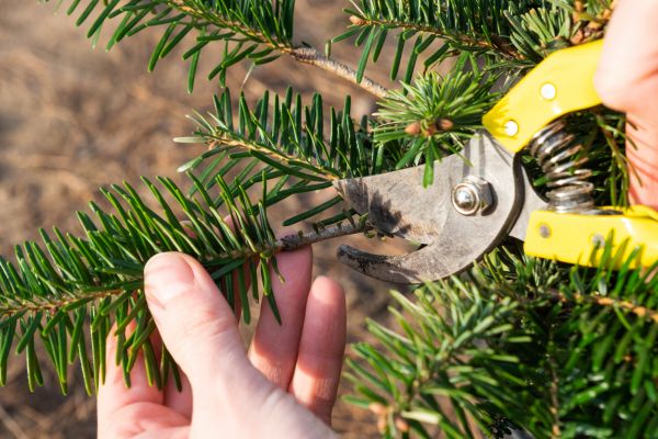Pine Tree Pruning in Syracuse
