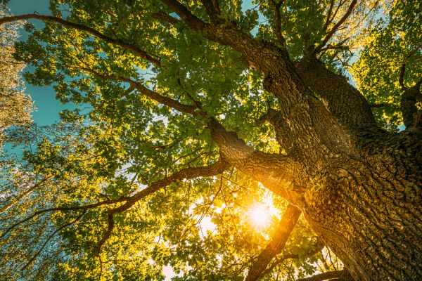 Oak Tree Pruning in Syracuse