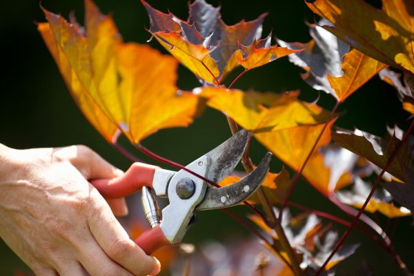 Maple Tree Pruning in Syracuse