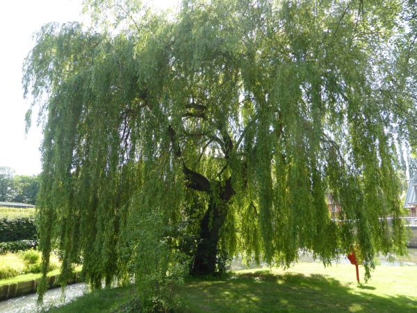 Cost of Willow Tree Trimming in Syracuse