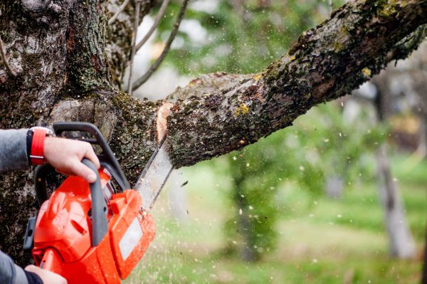 Tree Limbs Removal in Syracuse