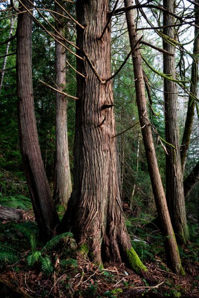 Cost of Cedar Tree Trimming in Syracuse