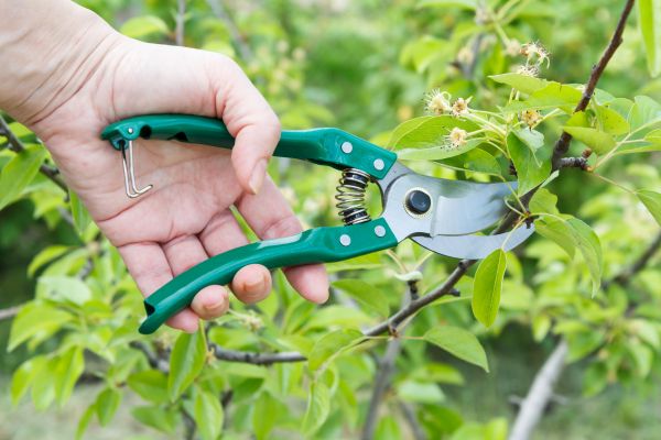 Pear Tree Pruning in Syracuse