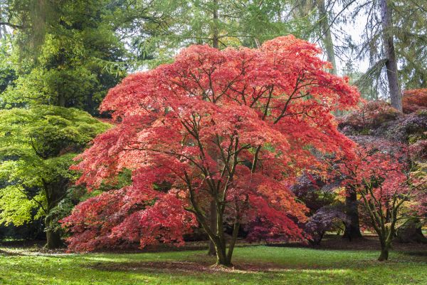 Japanese Maple Pruning in Syracuse