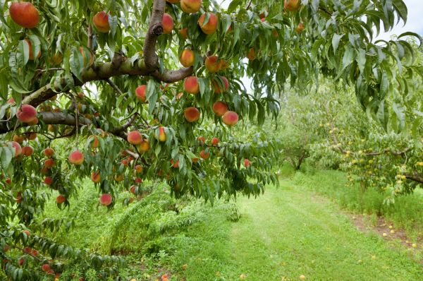 Peach Tree Pruning in Syracuse