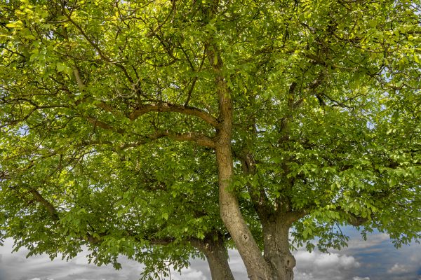Cost of Walnut Tree Trimming in Syracuse