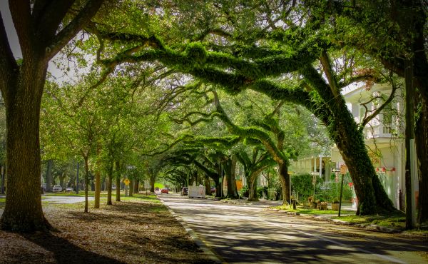 Cost of Tree Canopy Thinning in Syracuse