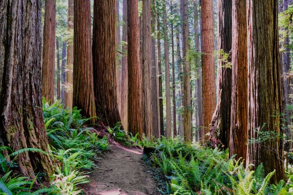 Cost of Redwood Tree Trimming in Syracuse