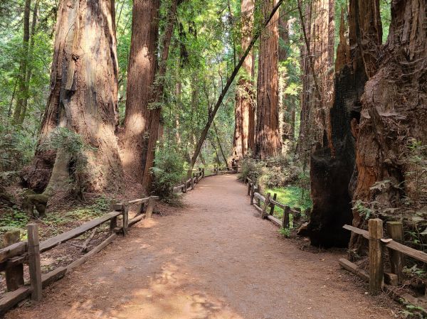 Cost of Redwood Tree Pruning in Syracuse