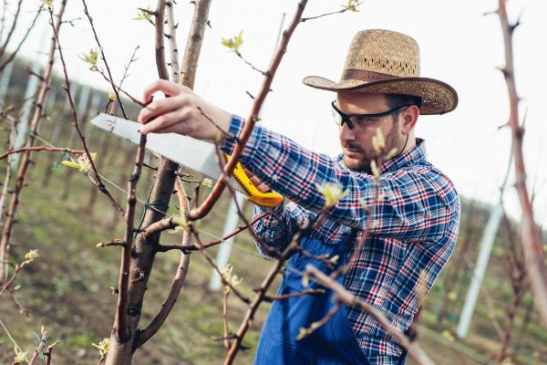 Cost of Orchard Tree Pruning in Syracuse