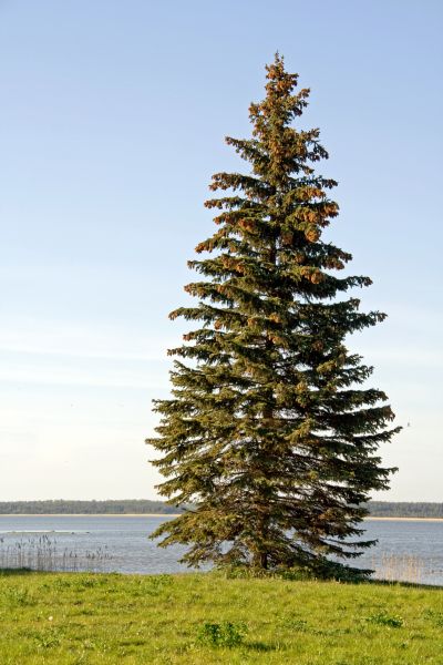 Cost of Spruce Tree Pruning in Syracuse