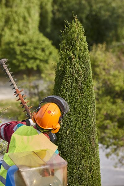 Cost of Cypress Tree Trimming in Syracuse