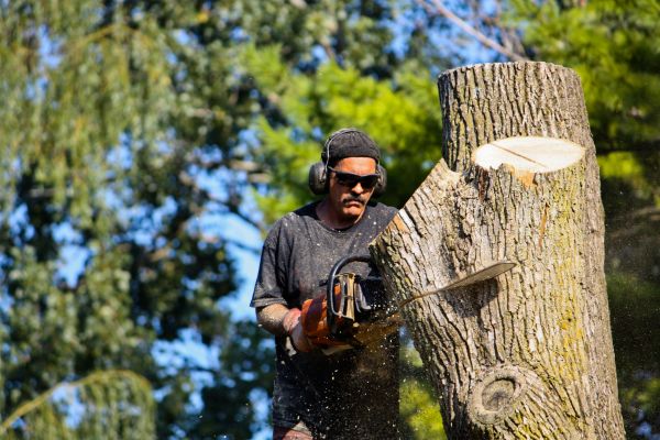 Cost of Ash Tree Pruning in Syracuse