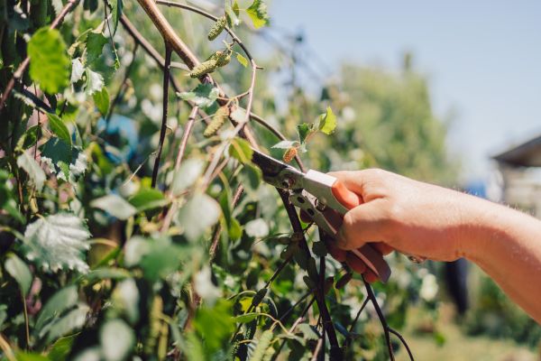 Cost of Birch Tree Pruning in Syracuse