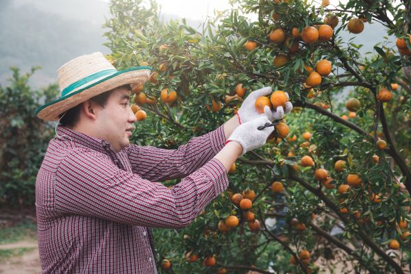 Cost of Orange Tree Pruning in Syracuse