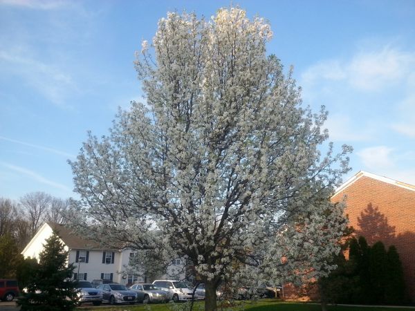 Cost of Bradford Pear Tree Pruning in Syracuse