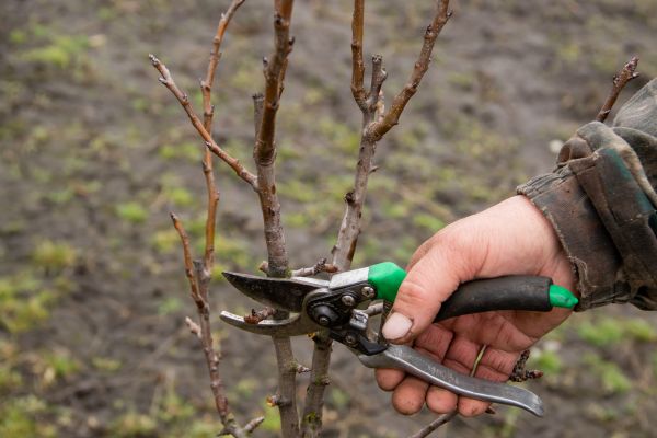 Pear Trees Pruning in Syracuse