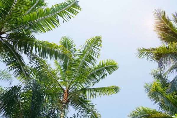 Cost of Queen Palm Tree Trimming in Syracuse