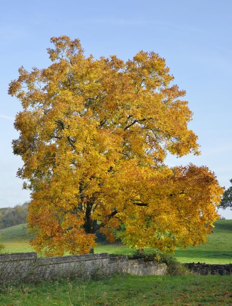 Cost of Hickory Tree Trimming in Syracuse