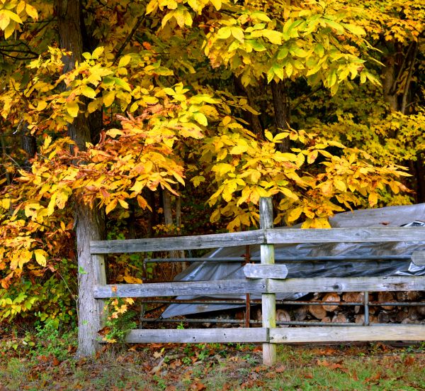 Cost of Hickory Tree Pruning in Syracuse