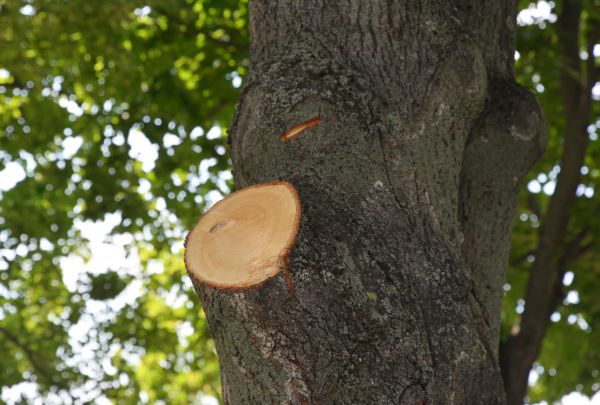 Cost of Limb Cutting in Syracuse