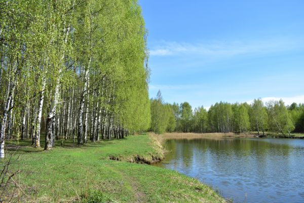 Cost of River Birch Pruning in Syracuse