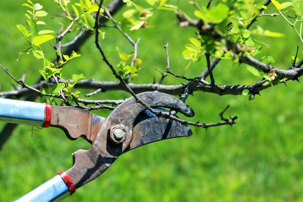 Cost of Branches Pruning in Syracuse