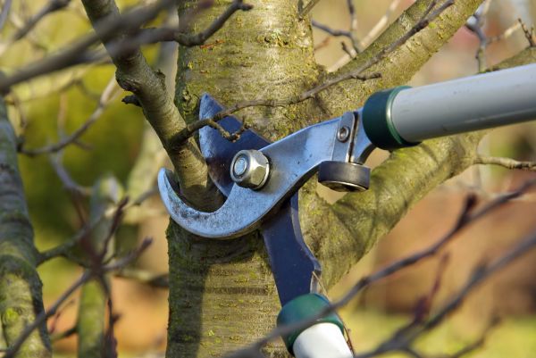 Cost of Tree Limb Trimming Service in Syracuse