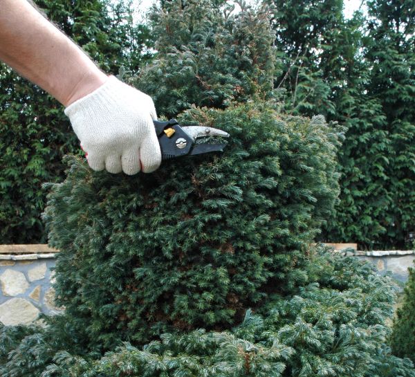 Cost of Ornamental Tree Trimming in Syracuse