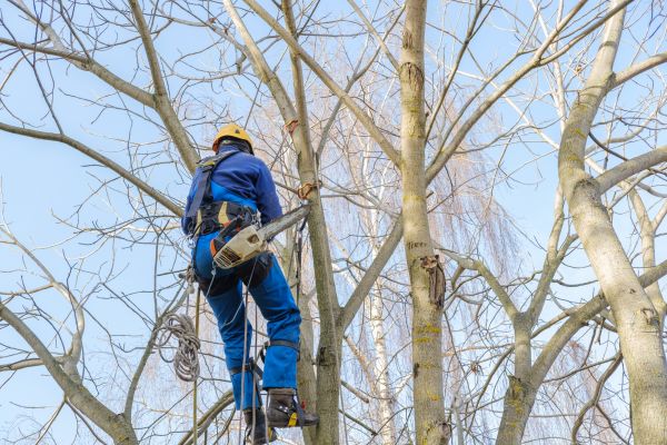 Cost of Large Tree Trimming in Syracuse