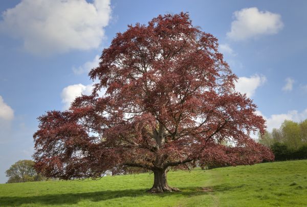 Cost of Beech Tree Pruning in Syracuse