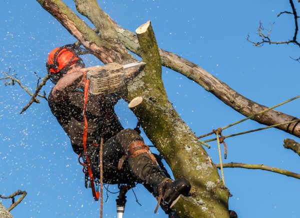 Tree Trimming Service in Syracuse