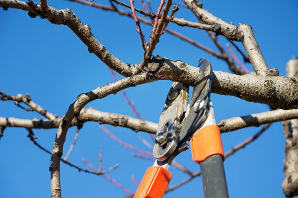 Tree Pruning in Syracuse