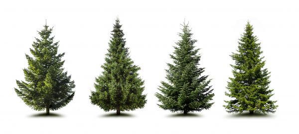 Cost of Pine Tree Trimming in Syracuse