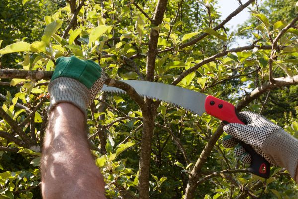 Apple Tree Trimming in Syracuse