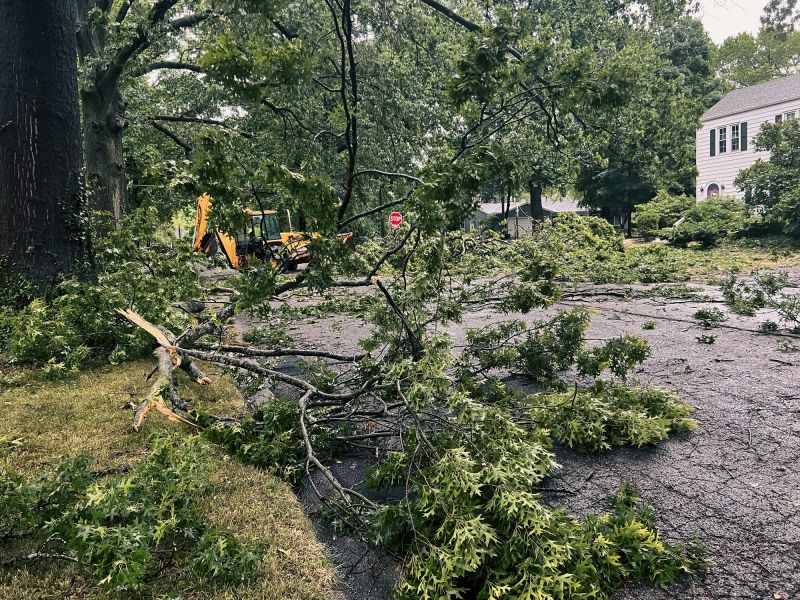 Fallen Tree on Sidewalk