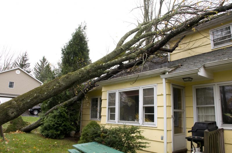 Storm-Damaged Tree Uprooted