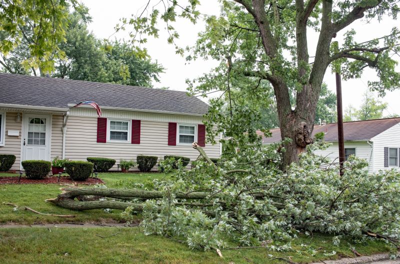 Uprooted Tree in Yard